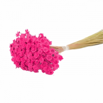 Desidratado Sempre Viva 1 Maço 35g Pink