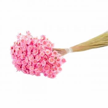 Desidratado Sempre Viva 1 Maço 35g Rosa