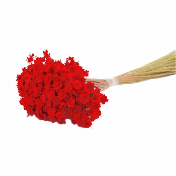 Desidratado Sempre Viva 1 Maço 35g Vermelho