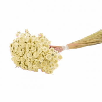 Desidratado Sempre Viva 1 Maço 35g Natural