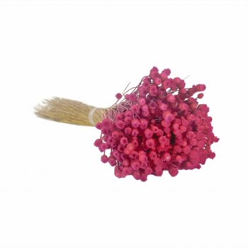 Desidratado Jazida 1 Maço Rosa